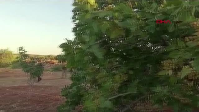 ANTEP FISTIĞI HASAT DÖNEMİ İÇİN GÜVENLİK TEDBİRLERİ ARTTIRILDI