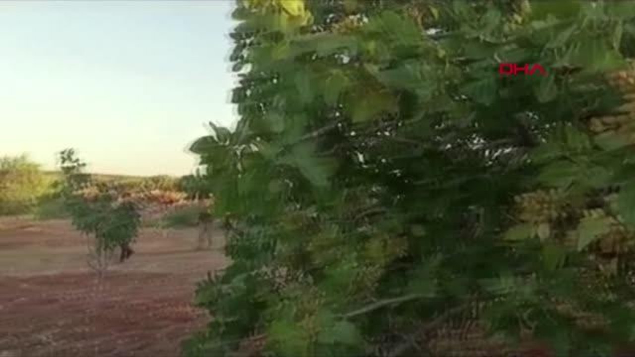 ANTEP FISTIĞI HASAT DÖNEMİ İÇİN GÜVENLİK TEDBİRLERİ ARTTIRILDI