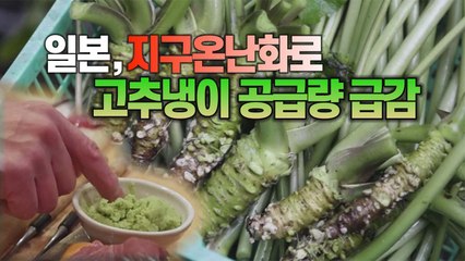 [세상만사] 일본 요리 근간이 흔들린다... 고추냉이 공급량 급감 / YTN