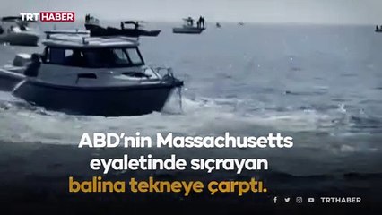 ABD'de balina, tekneye böyle çarptı