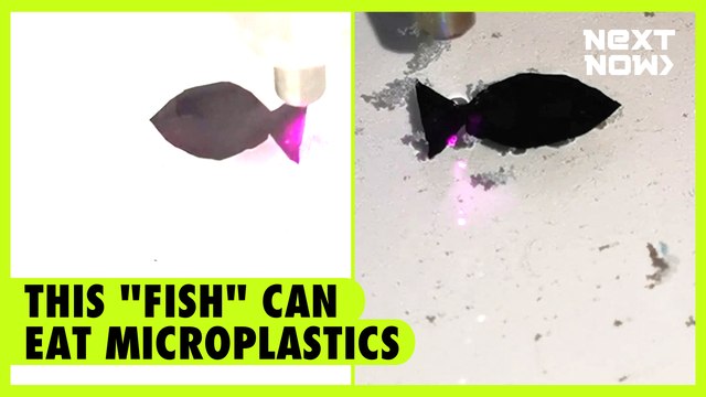 This fish can eat microplastics | NEXT NOW