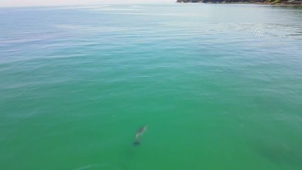 Anne yunusun yavrusuyla yüzdüğü anlar görüntülendi