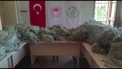 BALIKESİR - Kazdağları'nda endemik bitkileri koparan kişilere 650 bin lira para cezası kesildi