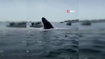 ABD'de kambur balina tekneye çarptı