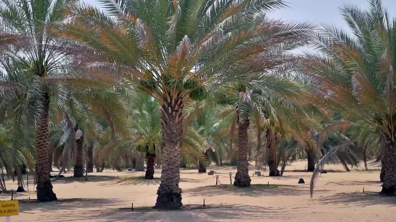 DATE PALM CULTIVATION