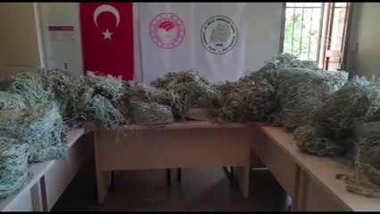 Bu bitkiyi koparan yandı! Cezası tam 650 bin TL