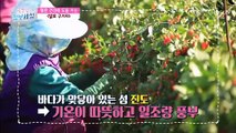 혈관 건강에 도움을 주는 진도산 『홍국 발효 구기자』 TV CHOSUN 220726 방송