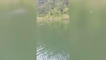 Son dakika haber... Baraj gölünde yüzen ayı kameralara yansıdı