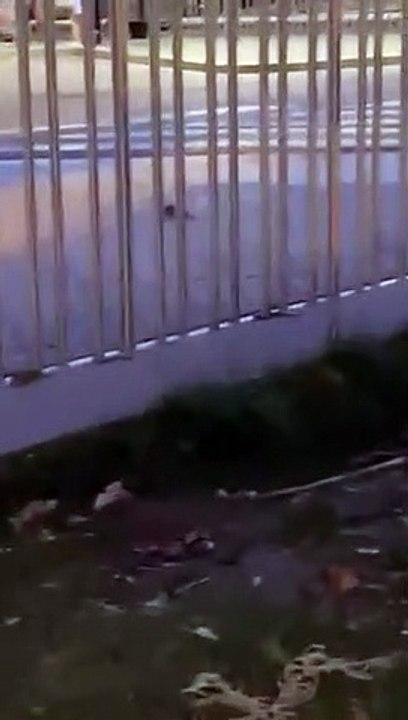 Plaga de ratas en Sant Andreu