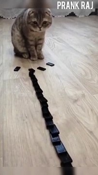 #shorts cat meme & kitten (tik tok video] - funny cats meow baby cute compilation [cat-cash home)