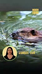 Este es el roedor más grande del mundo