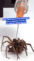 Des chercheurs transforment des araignées mortes en pinces mécaniques