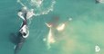 Afrique du Sud : un drone filme un groupe d'orques en train de dévorer un grand requin blanc