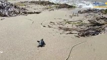 Si schiudono a Siculiana le prime uova di Caretta Caretta