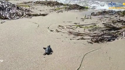 Si schiudono a Siculiana le prime uova di Caretta Caretta
