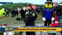 Unidad canina lista para el desfile 2022: perrito demuestra destreza bailando marinera