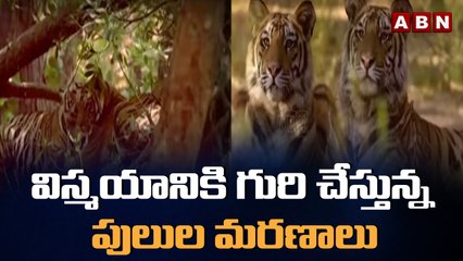 విస్మయానికి గురి చేస్తున్న పులుల మరణాలు __ International Tiger Day __ ABN Telugu
