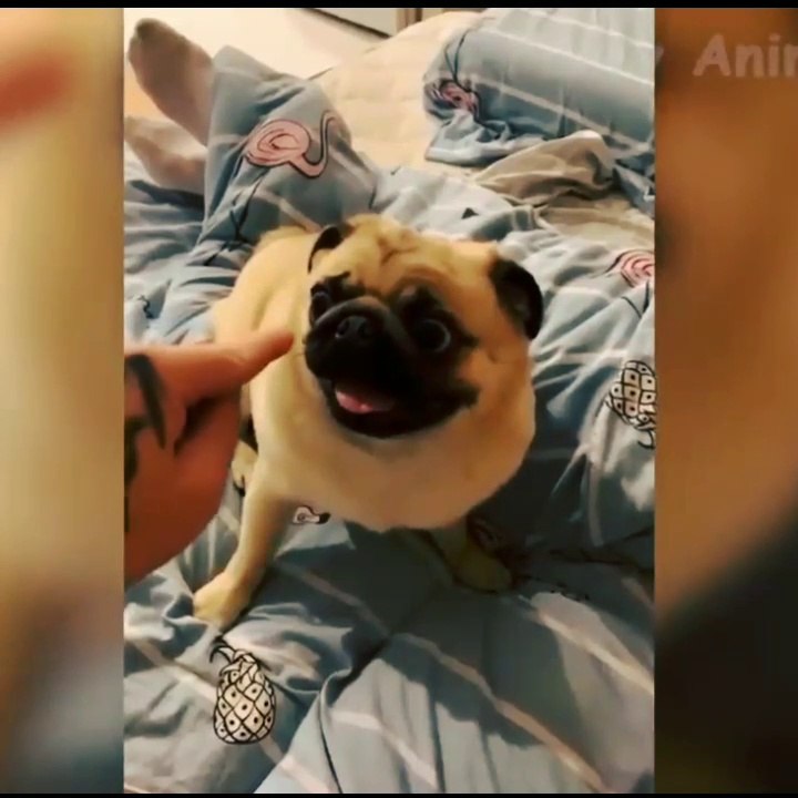 Amazing funny animal video || Animal funny moments #dogs #cats #cat #dog #pet #animals