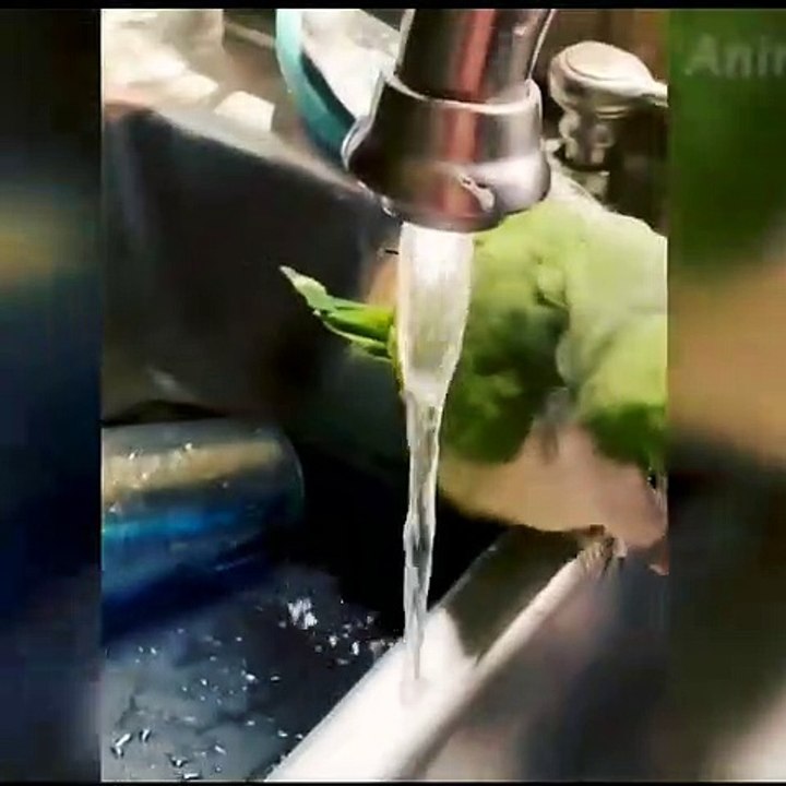 Amazing funny animal video #funny #animal || Animal funny moments #dogs #cats #cat #dog #pet #animals