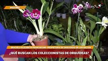¿Qué buscan los coleccionistas de orquídeas?