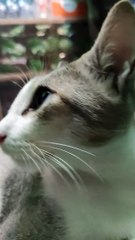 How Pomeranian Puppy Reacts Cute