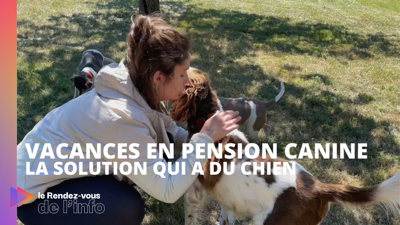 Vacances en pension canine : la solution qui a du chien