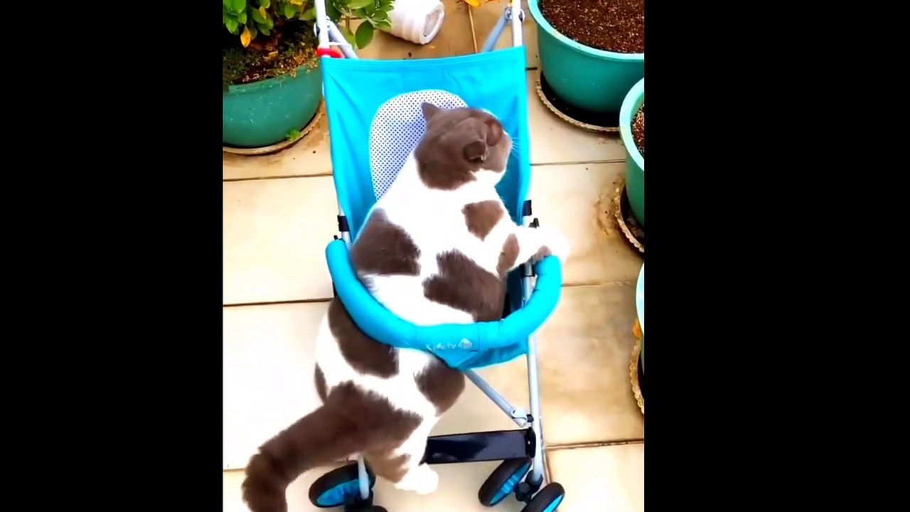 Baby Cats - Cute and Funny Cat Videos | Cute Animal |