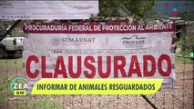 Black Jaguar-White Tiger: Partido Verde pide hacer pública la situación de animales resguardados