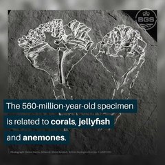 Tarihin en eski yırtıcı hayvan fosili bulundu