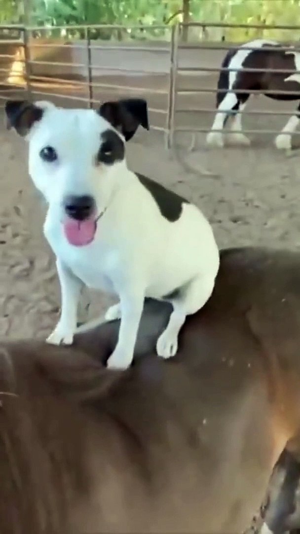 ⁣Dog horse rider  Funny pets shorts