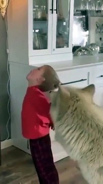 Dog and child howl Funny pets shorts