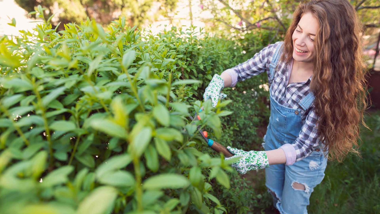 Hecke schneiden: Wann ist es erlaubt?