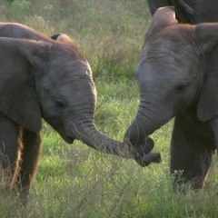 Les animaux les plus intelligents du monde - carré