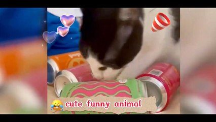 Funny Animal Videos 2022  ,Funniest Cats And Dogs Videos, cute animel   #15