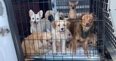 Dans l'Ohio, un refuge a sauvé 80 chiens qui vivaient dans des conditions insalubres