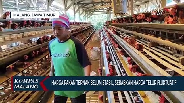 Peternak Sebut Harga Pakan Belum Stabil, Sebabkan Harga Telur Naik Turun