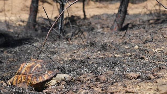 Orman yangınından geriye kalan acı kare! Kaçamayınca cayır cayır yandı