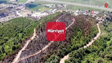 Orman yangınından geriye kalan acı kare