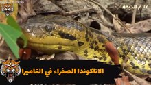 اكبر و اخطر 10 ثعابين في العالم شيء لا يصدق_عالم الحيوان