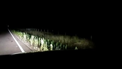 Vídeo con jabalíes en la carretera de Ledesma