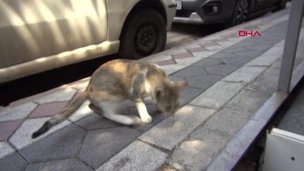 KALP MASAJIYLA HAYATA DÖNDÜRÜLEN YAVRU KEDİ ÖLDÜ