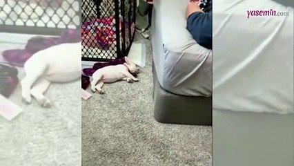 Koşarak hızla uykuya geçen köpek güldürdü!