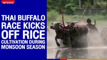 Thai buffalo race kicks off rice cultivation during Monsoon season | The Nation