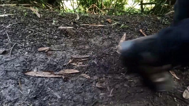 My Loneliness is Accompanied by the sound of natur