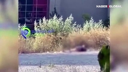 Şaşırtan rahatlık: Bursa'da bir kişi yol ortasında çırılçıplak güneşlendi