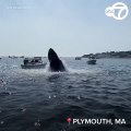 Ballena jorobada se abalanza sobre una pequeña embarcación en las costas de Massachusetts