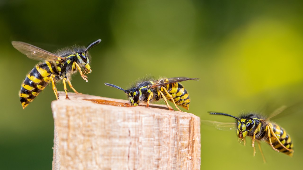 Wespe im Auto - das können Sie dann tun