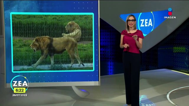 Trasladan a felinos de Black Jaguar-White Tiger a zoológicos y centro de conservación