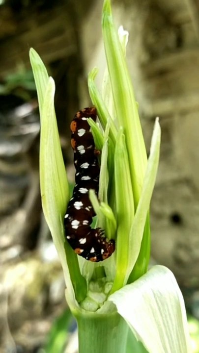 Nice insect is eating leaf
