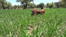 مزارعو تعز يشكون من شح المياه وارتفاع أسعار البذور